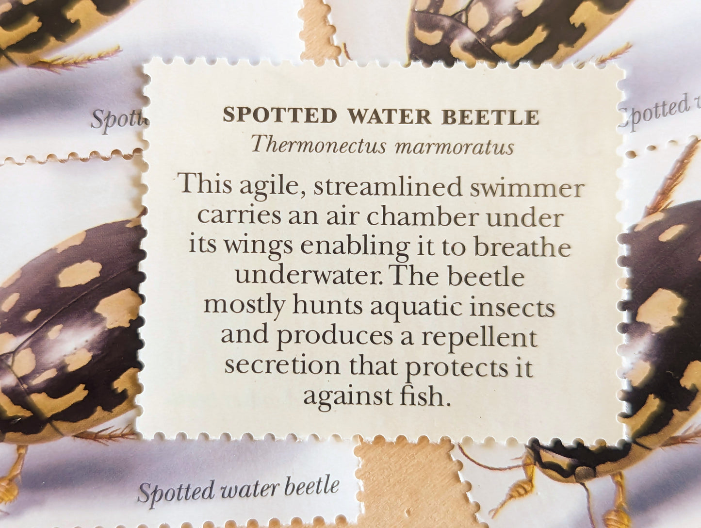 Spotted Water Beetle Stamps, Set of 5, Vintage Unused USPS 33 Cent Postage Stamps, Insects and Spiders Series 1999, Gummed