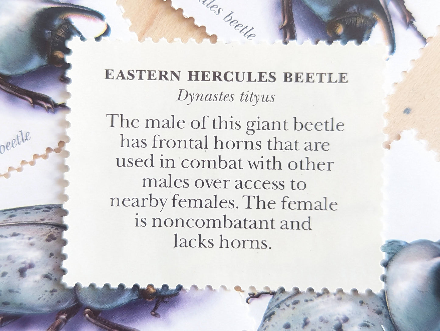 Eastern Hercules Beetle Stamps, Set of 5, Vintage Unused USPS 33 Cent Postage Stamps, Insects and Spiders Series 1999, Gummed