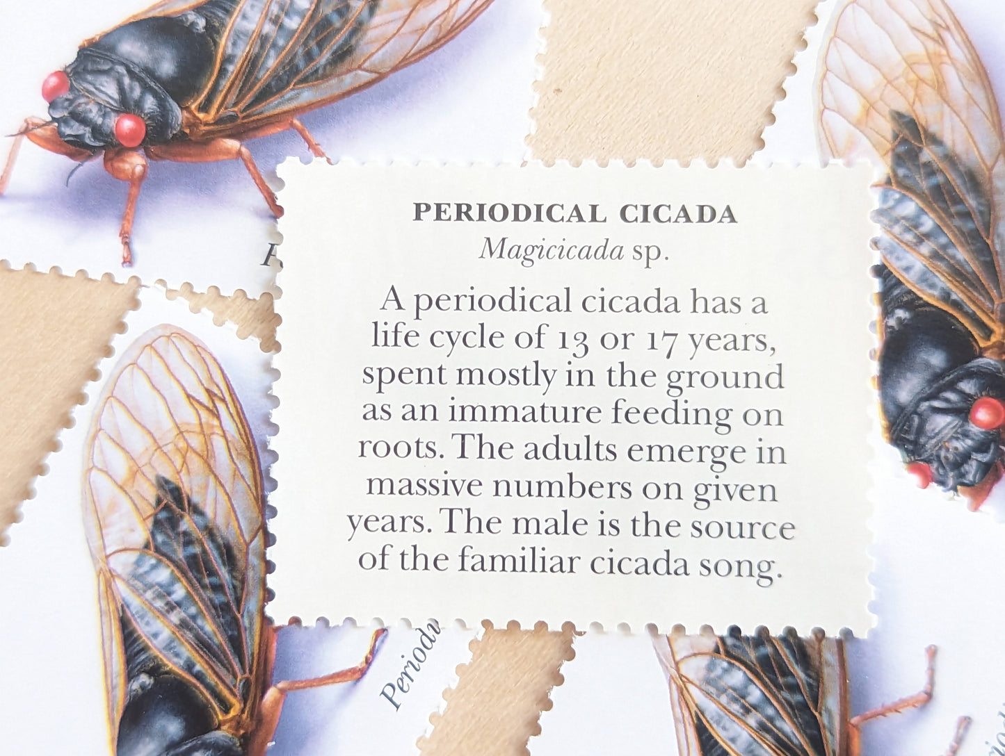 Periodical Cicada Stamps, Set of 5, Vintage Unused USPS 33 Cent Postage Stamps, Insects and Spiders Series 1999, Gummed