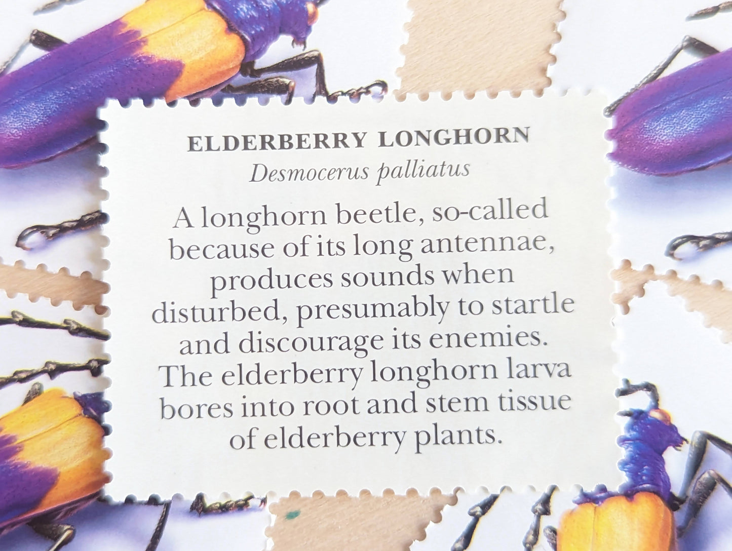 Elderberry Longhorn Stamps, Set of 5, Vintage Unused USPS 33 Cent Postage Stamps, Insects and Spiders Series 1999, Gummed