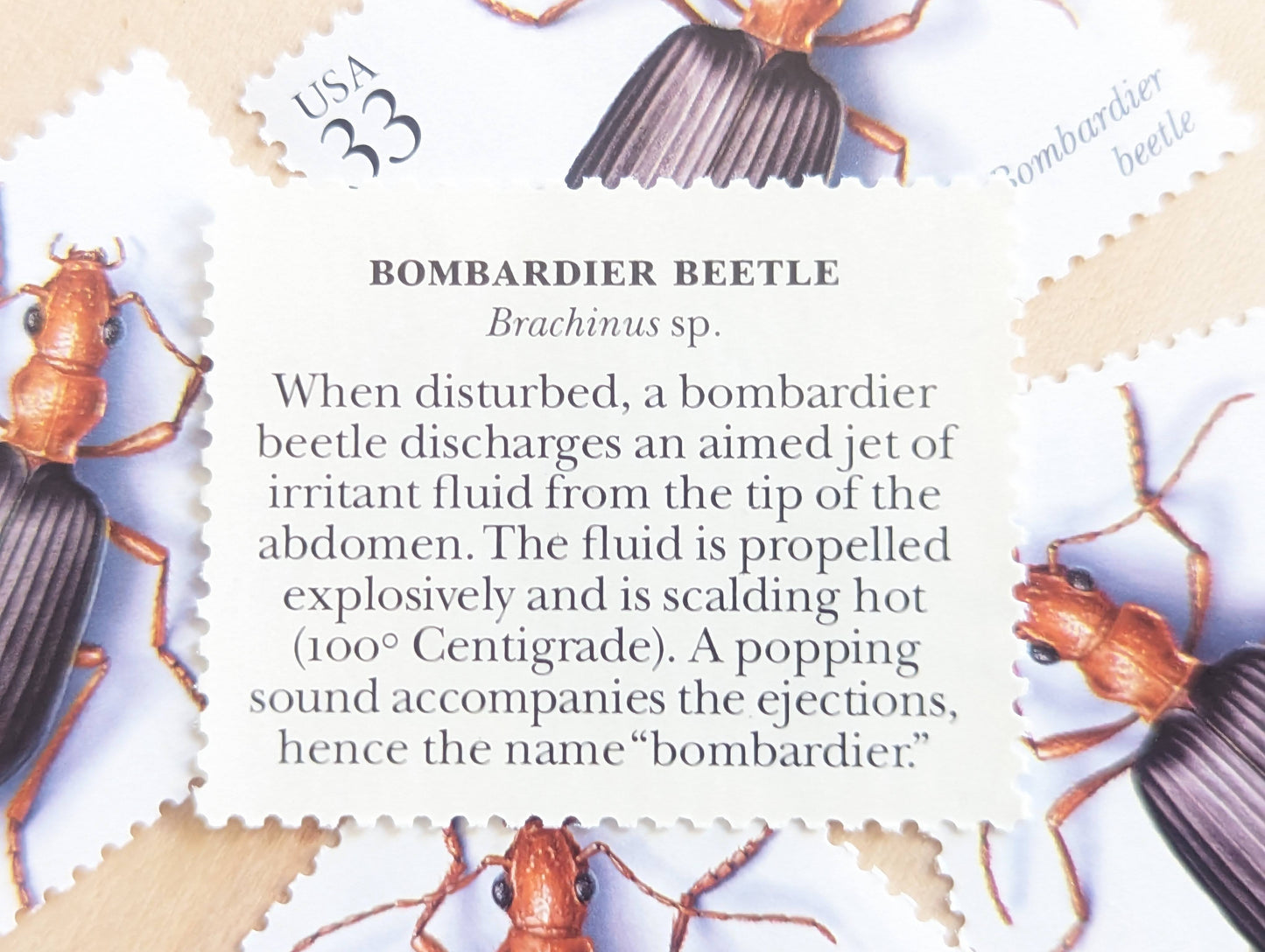 Bombardier Beetle Stamps, Set of 5, Vintage Unused USPS 33 Cent Postage Stamps, Insects and Spiders Series 1999, Gummed