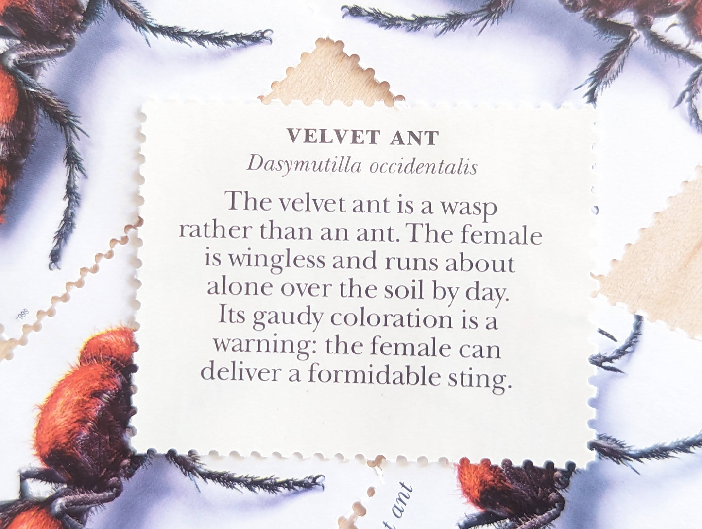 Velvet Ant Stamps, Set of 5, Vintage Unused USPS 33 Cent Postage Stamps, Insects and Spiders Series 1999, Gummed