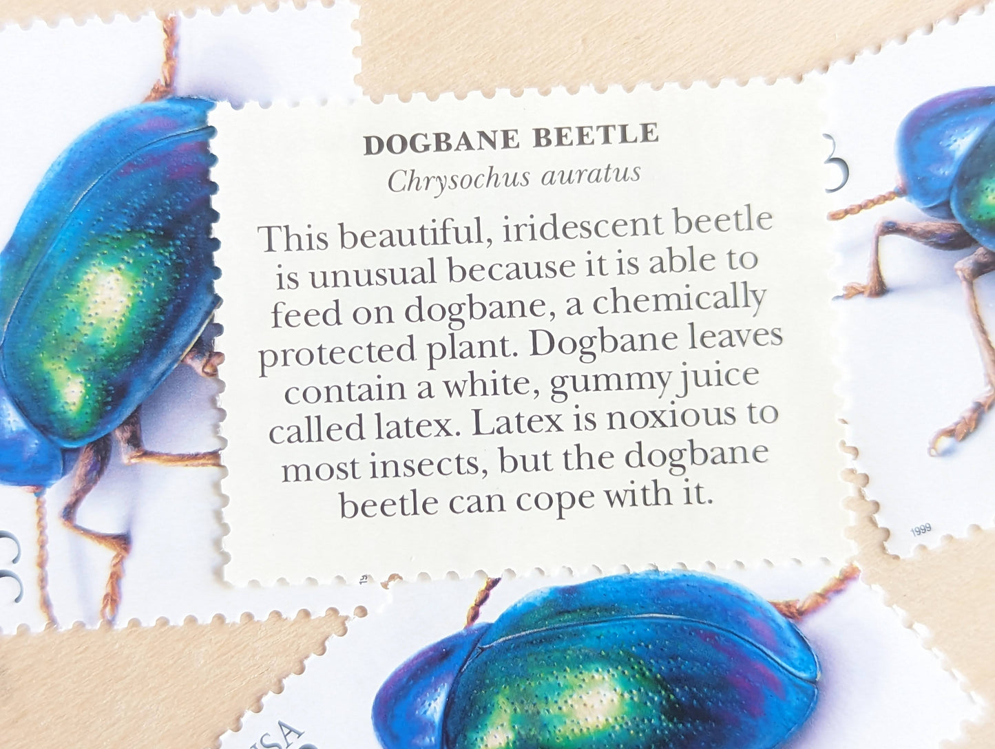 Dogbane Beetle Stamps, Set of 5, Vintage Unused USPS 33 Cent Postage Stamps, Insects and Spiders Series 1999, Gummed