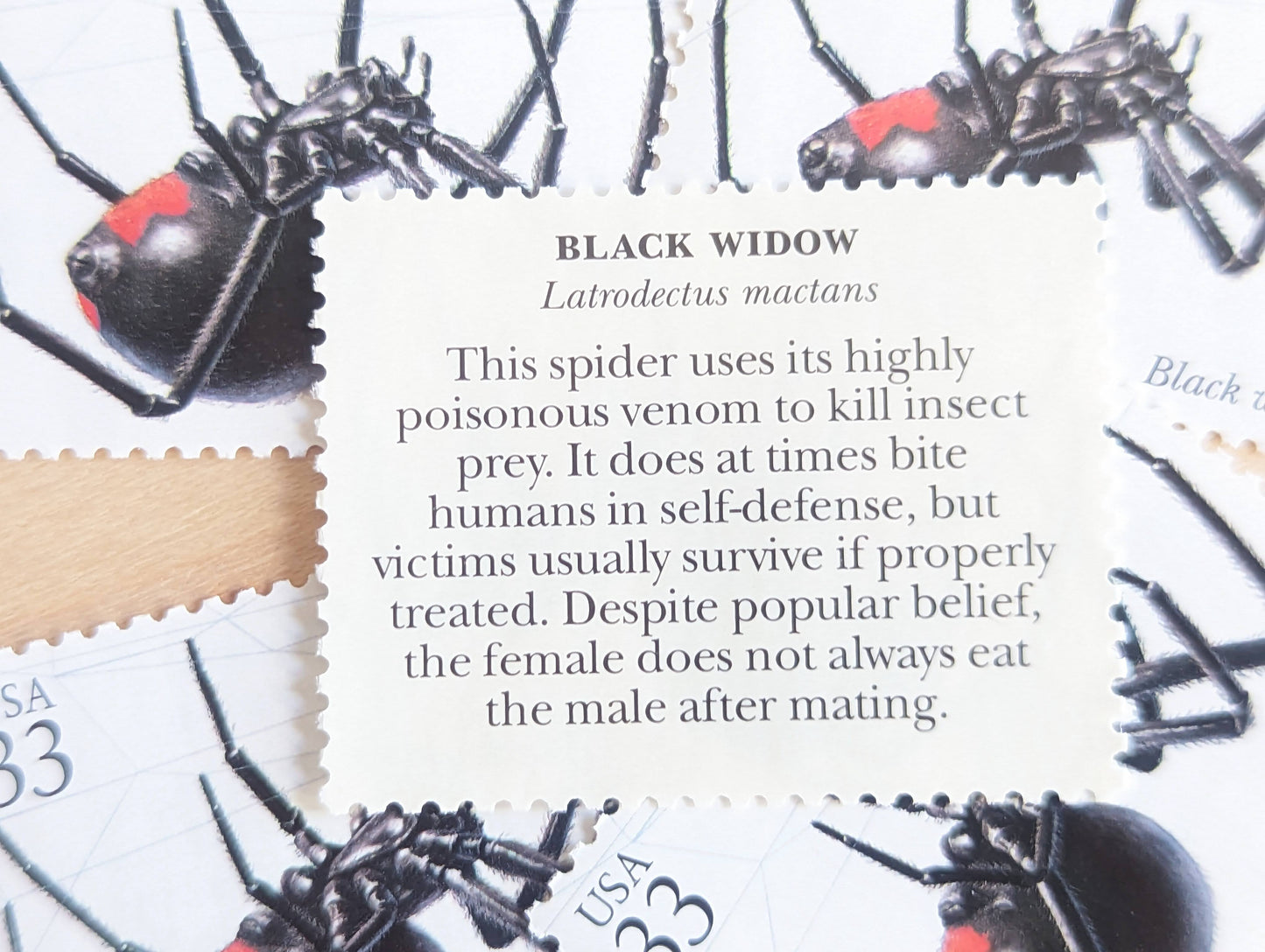 Black Widow Stamps, Set of 5, Vintage Unused USPS 33 Cent Postage Stamps, Insects and Spiders Series 1999, Gummed