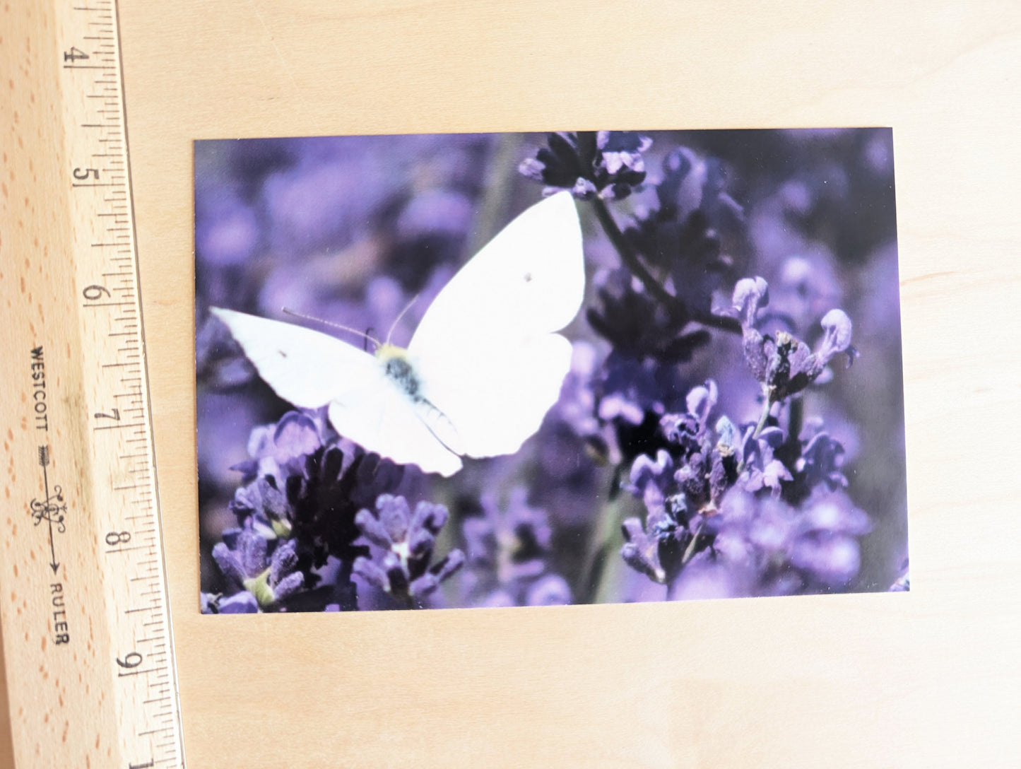 4 Epoch Post Original Postcards 2024, 4x6 Inch Postcards, White Cabbage Butterfly and Lavender, Little Things, Britabean Logo, Sound Garden