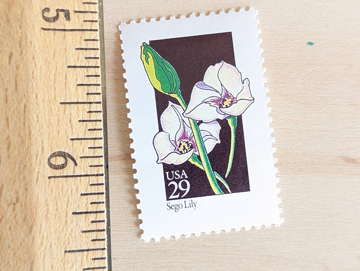 Set of 5 Sego Lily Wildflower Stamps, 29 cent stamps, 1992 Unused USPS Postage Stamp