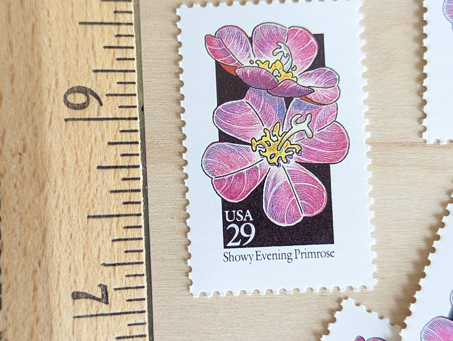 Set of 5 Showy Evening Primrose Wildflower Stamps, 29 cent stamps, 1992 Unused USPS Postage Stamps